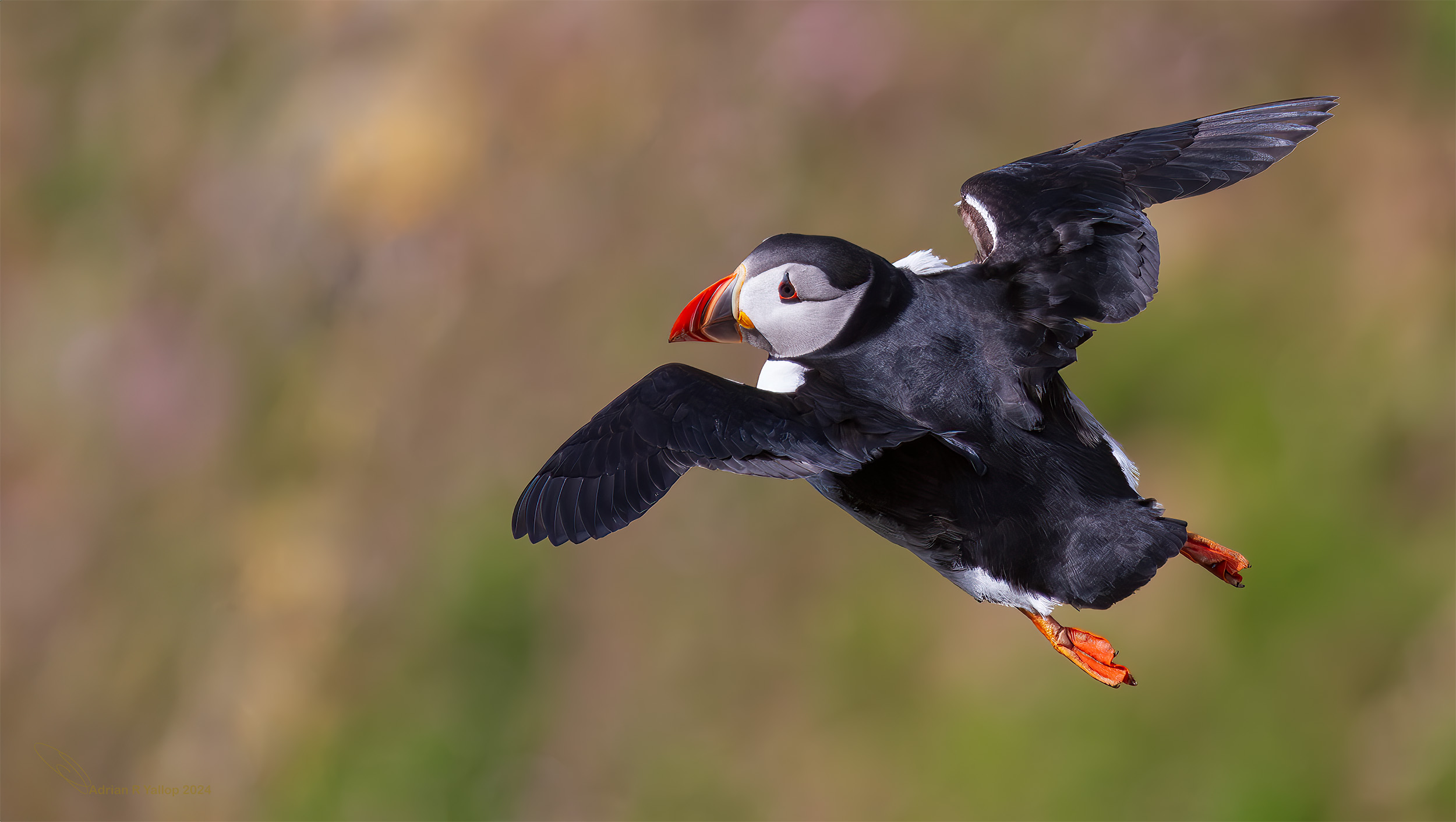  Fratercula arctica